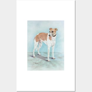 Elegant whippet. Posters and Art